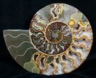 Large Inch Split Ammonite Pair #4366-5